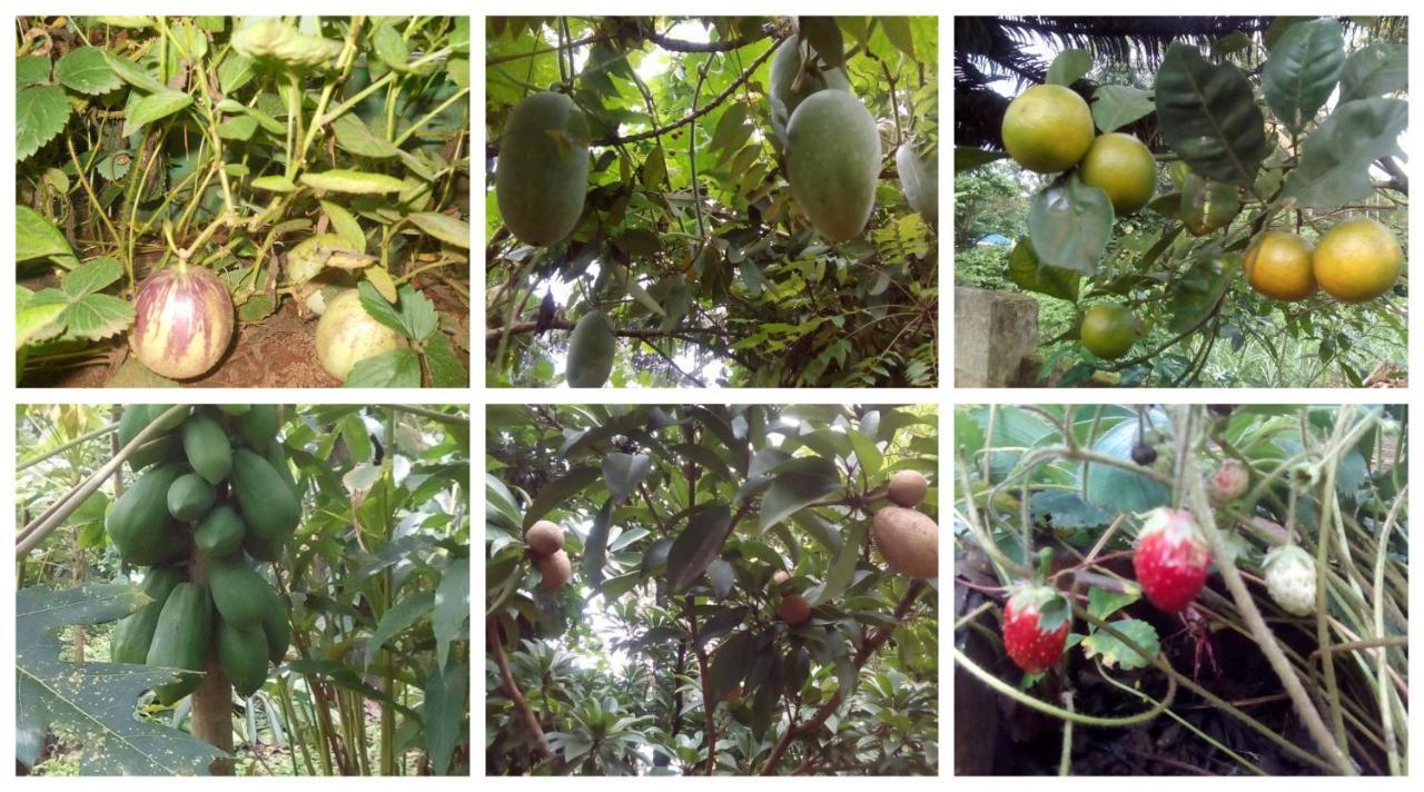 Anand Homestay Kattappana Bagian luar foto